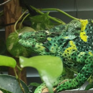 Naga