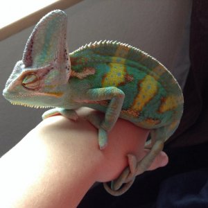 Happy Colours