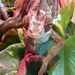 Petrie