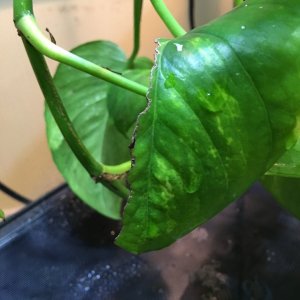 Horn Worm Damage