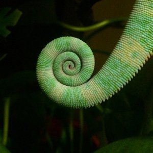 Fibonacci