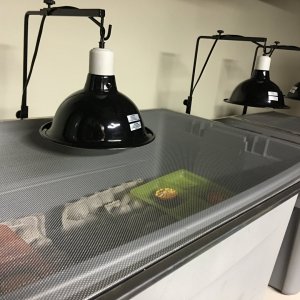 Bug Farm