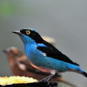 black-faced dacnis