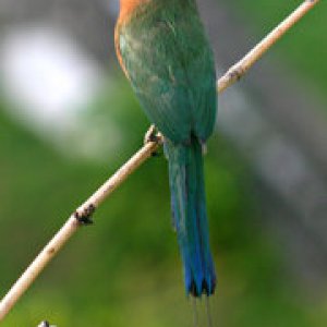 blue crowned motmot