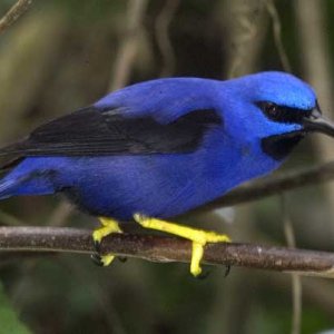 purple honeycreeper male