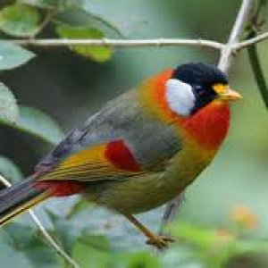 silver-eared mesia