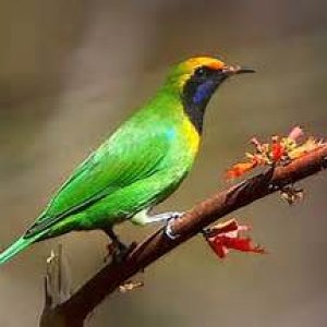 Chabe the leafbird