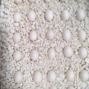 Eggs tray 1
