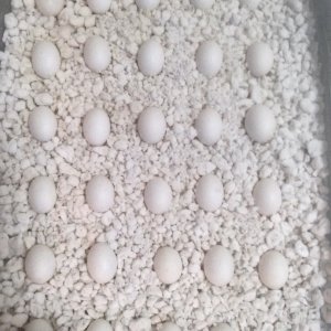 egg tray 2