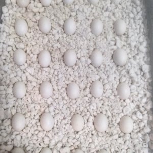 egg tray 2