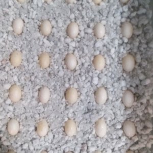 egg tray 4
