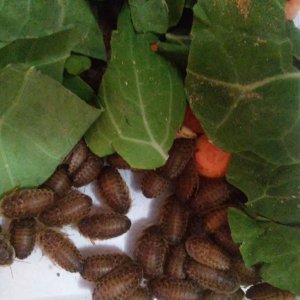 healthy dubia