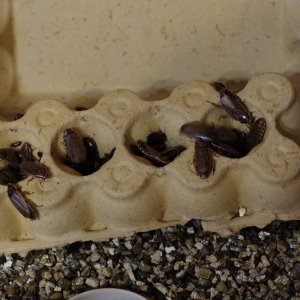 roaches