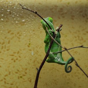 chameleon fat belly
