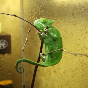 sick chameleon