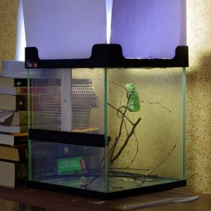 cage setup