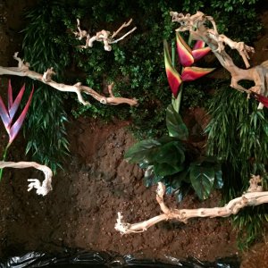 plants in left side.JPG