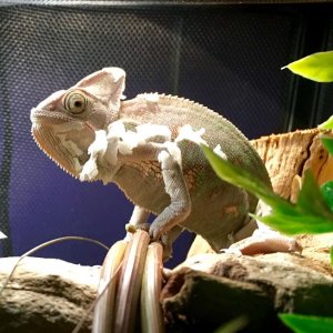 Happy to Shed