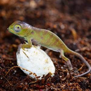 Furcifer Petteri - Hatchling