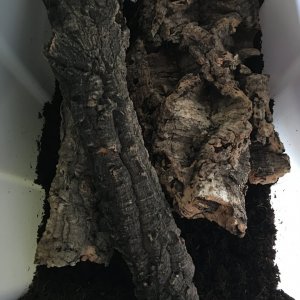 Green Banana Roaches