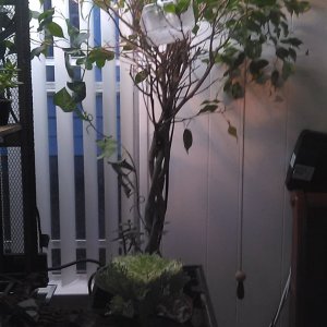 nesting box