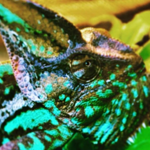 My chameleon (Leon)