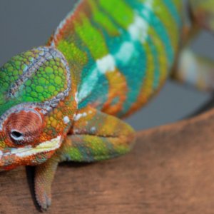 skittles