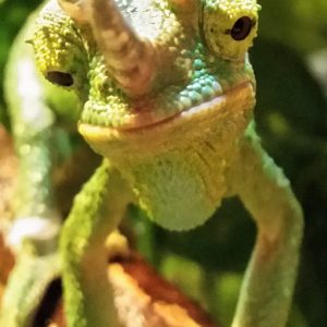 Yoshi