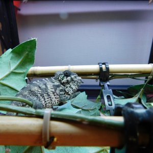 Male BB Ambilobe [February 10, 2016]