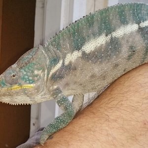 nosy boraha