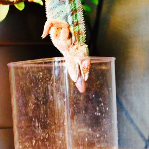 Thor eating crickets
