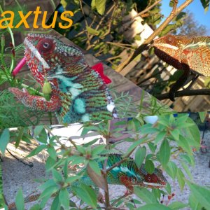 Raxtus