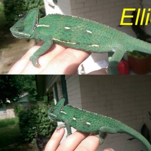 Ellie
