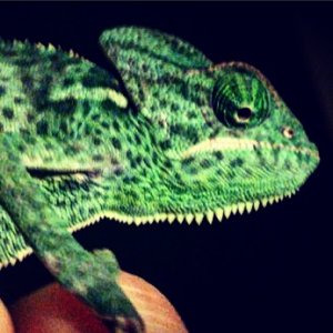 Camo the Chameleon