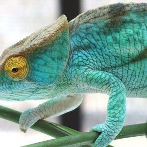Juvenile Calumma parsonii