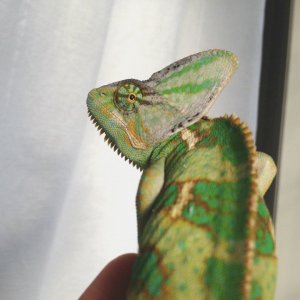 escape to the windowsill
