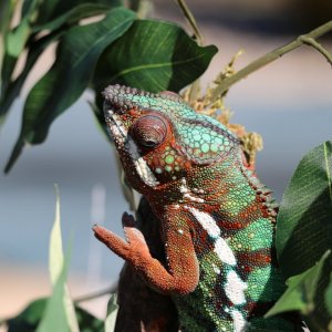 Thor's first time outside