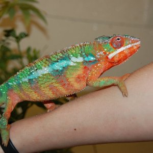 Skittles after his shower