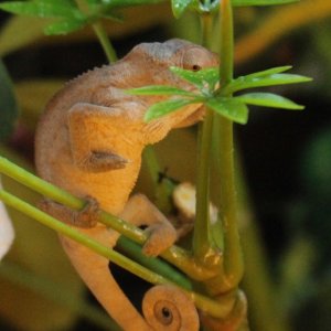 Be one with the leaf