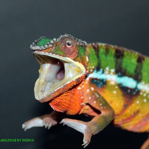 Ambilobe