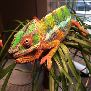 Lord Reptilicus