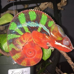 Otis
