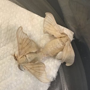 Mating Silkworm Moths