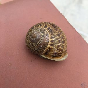 Found a snail...