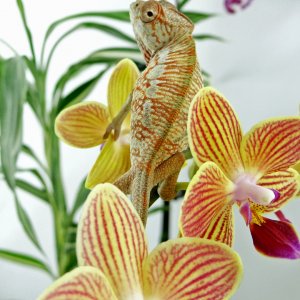 "Hey! Give us your best orchid impersonation!"