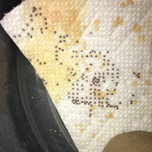 Fertile Silkworm Eggs