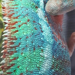 Jefe is getting more colorful!