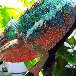 Jefe After A Shed