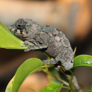 Resting on a leaf