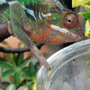 Hand in the cricket jar